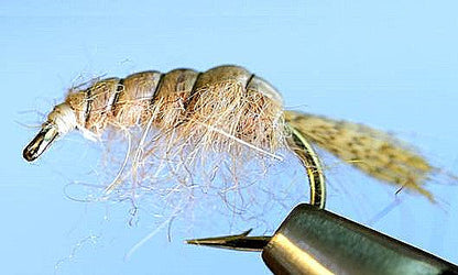 Molting Scuds