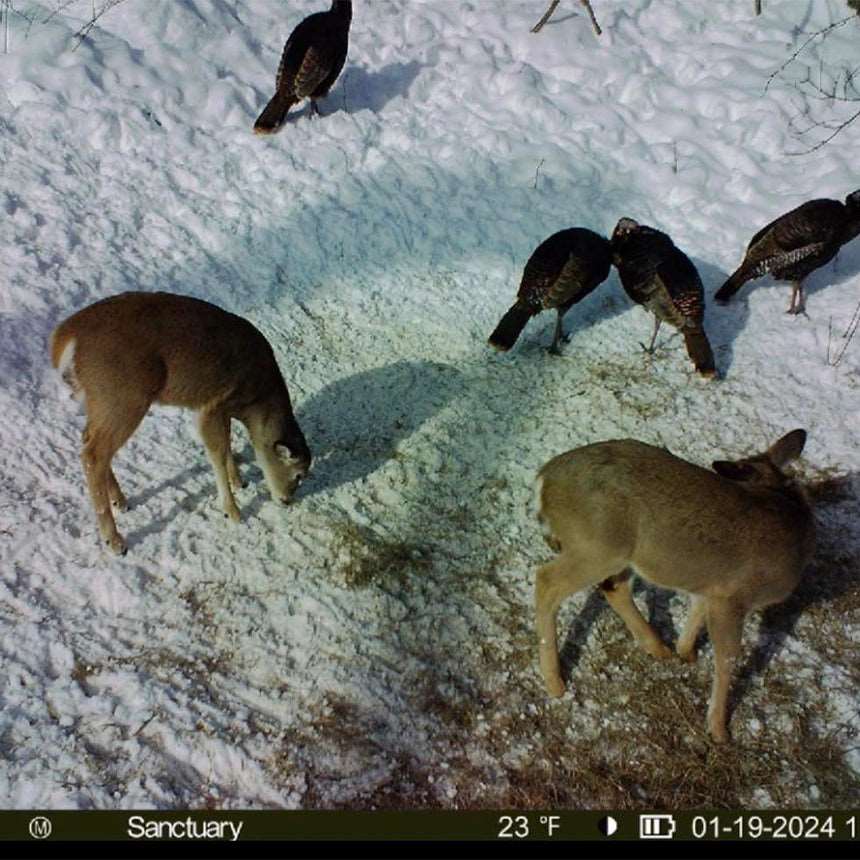 Munchies Deer Feed